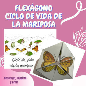 Flexágono: Ciclo de vida de la mariposa