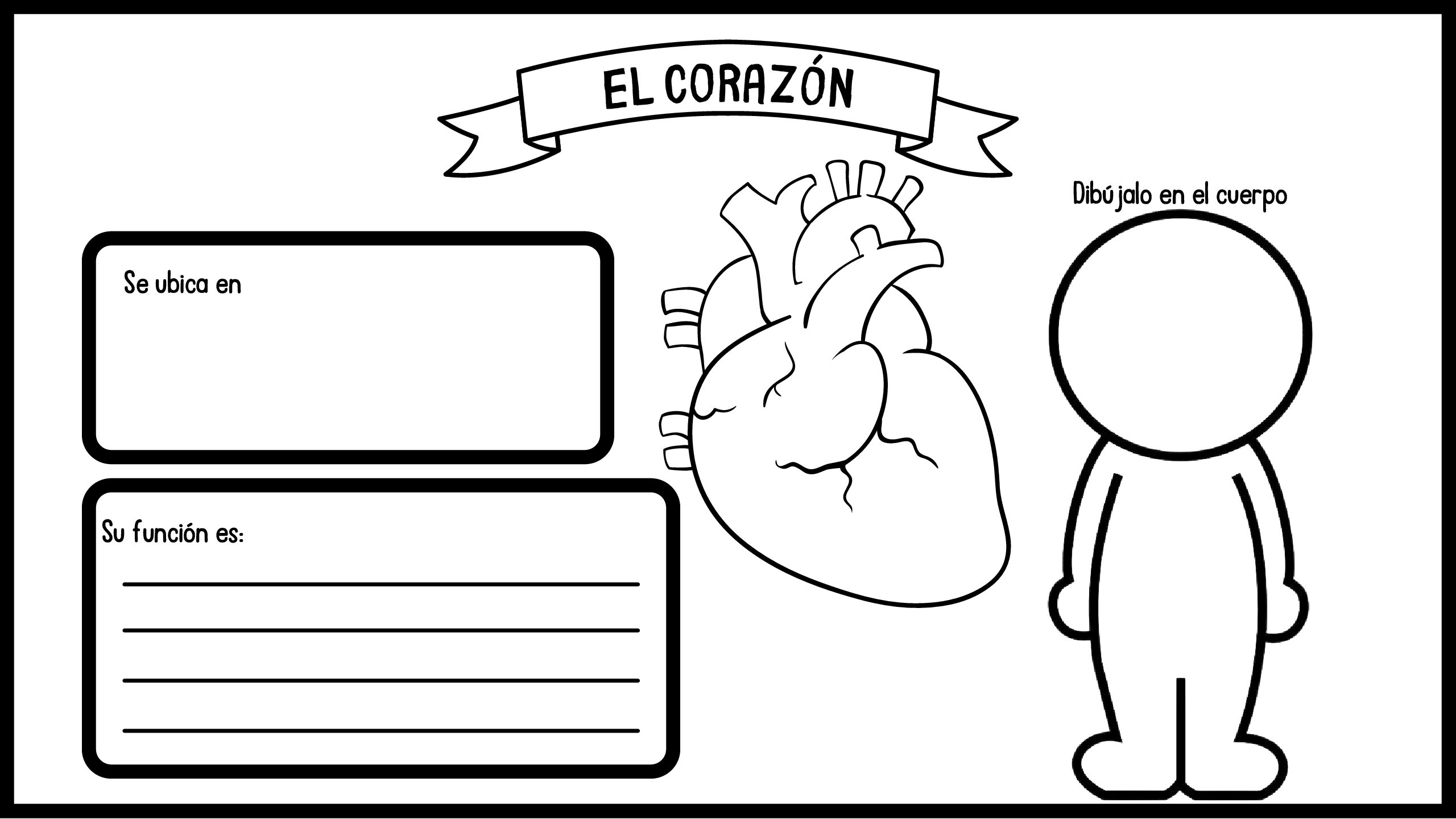 Órganos del Cuerpo