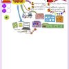 Aprende a realizar mind-maps para aprender diferente.