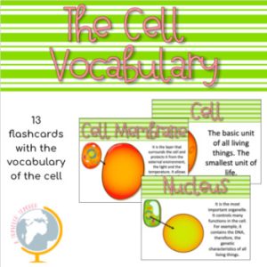 The cell vocabulary flashcards