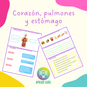 Órganos importantes: corazón, pulmones y estómago
