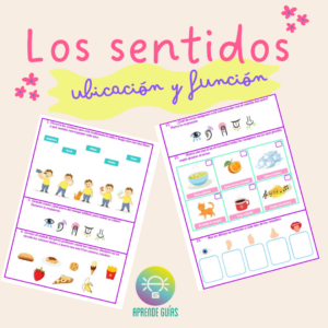 Ubicación y función de los sentidos