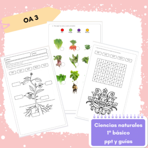 1° básico - Ciencias Naturales OA 3