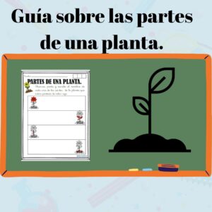 guía sobre las partes de una planta