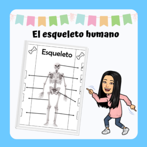 Lámina "El esqueleto humano"