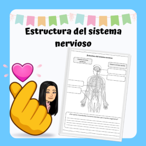 Lámina "Estructura del sistema nervioso"