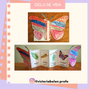 Ciclo de vida - Mariposa