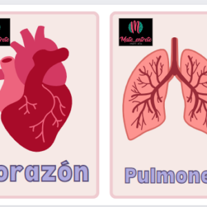 Cuerpo Humano