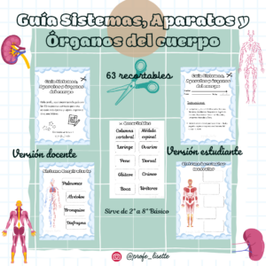 Guías Sistemas Aparatos y Órganos del cuerpo humano
