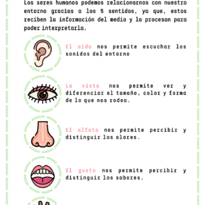 Los 5 sentidos