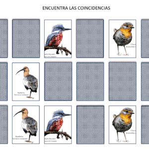 (PPT interactivo) Memorice en pantalla de las aves de chile (editable)