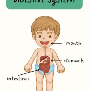 Guía de materia sistema digestivo