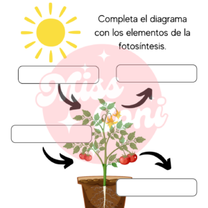 Actividad fotosíntesis