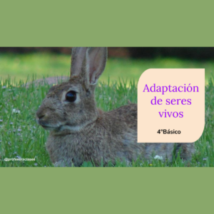 PDF de “Adaptación de seres vivos” 4°Básico Ecosistemas chilenos