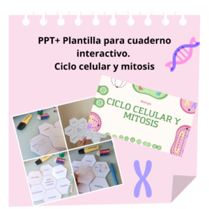 PPT Ciclo celular y mitosis + plantilla para cuaderno interactivo