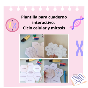 Plantilla CICLO CELULAR Y MITOSIS para cuaderno interactivo