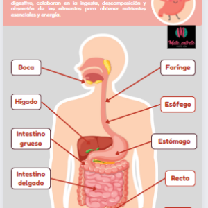 Postré sistema digestivo