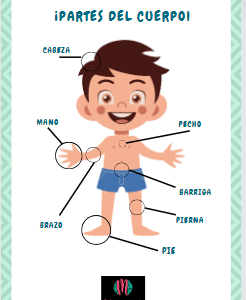Partes del cuerpo humano