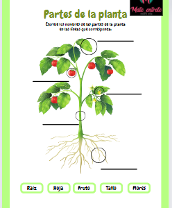 Partes de la planta