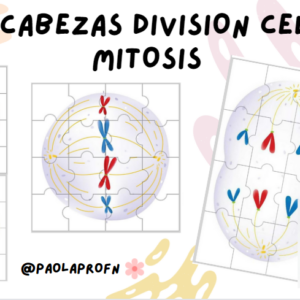 Te comparto este útil rompecabezas de la mitosis para desarrollar en nuestras clases.