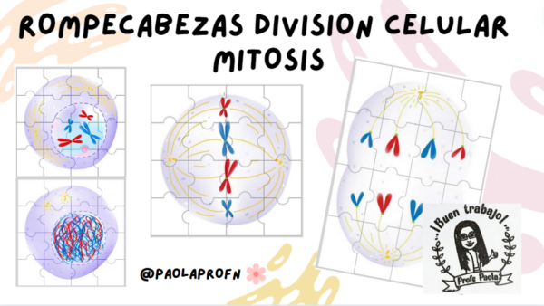 Te comparto este útil rompecabezas de la mitosis para desarrollar en nuestras clases.
