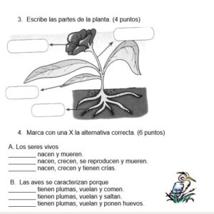 "Prueba Diagnóstico de Ciencias Naturales: Primer Año de Educación Básica"