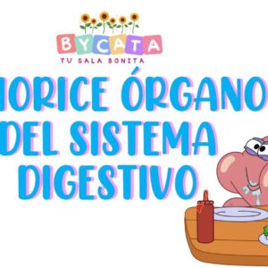 Memorice Sistema Digestivo