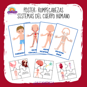Póster- rompecabeza sistemas del cuerpo humano