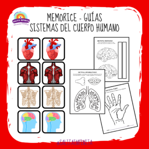 Memorice - Guías del sistema del cuerpo humano