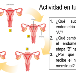 CICLO MENSTRUAL