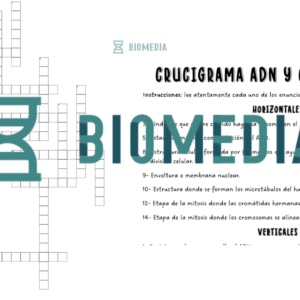 Crucigrama ADN y Ciclo celular