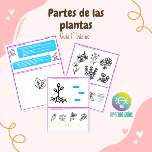 Partes de las plantas