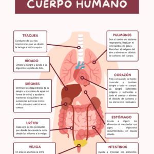 Infografía - Cuerpo humano ¡GRATIS!