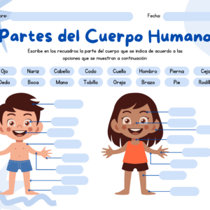 Hoja de trabajo. El cuerpo humano ¡Gratis!