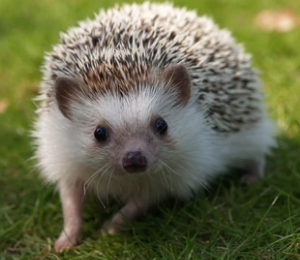 Guía de comprensión de lectura, texto informativo "El erizo africano"