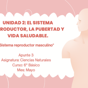 Apunte 6° Básico: Sistema reproductor masculino.