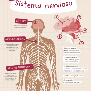 Partes del sistema nervioso