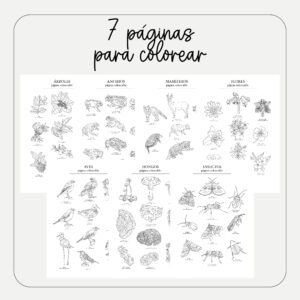 7 Páginas para colorear