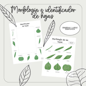 Morfología e identificador de hojas