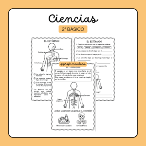 Ciencias - 2° Básico - Cuerpo Humano