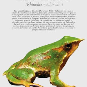 Afiche Rana de Darwin