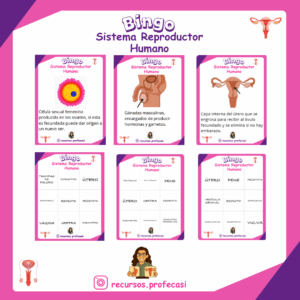 BINGO "SISTEMA REPRODUCTOR"